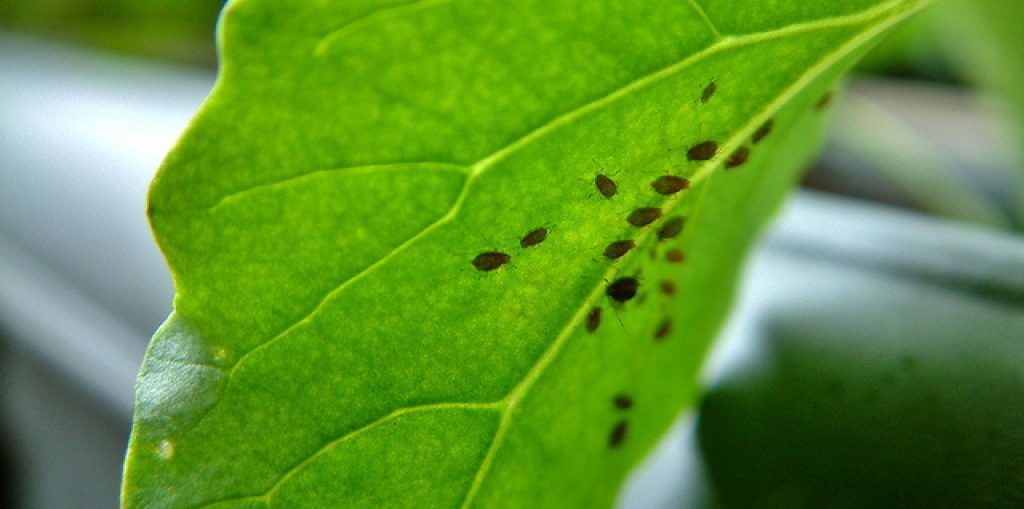 Cultiver Ses Laitues En Ville Potager Au Balcon